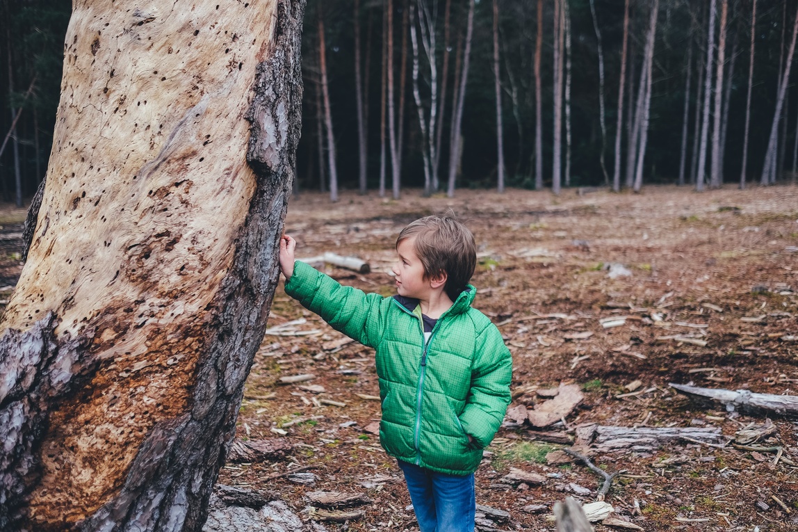 Jongen Boom Bos Web